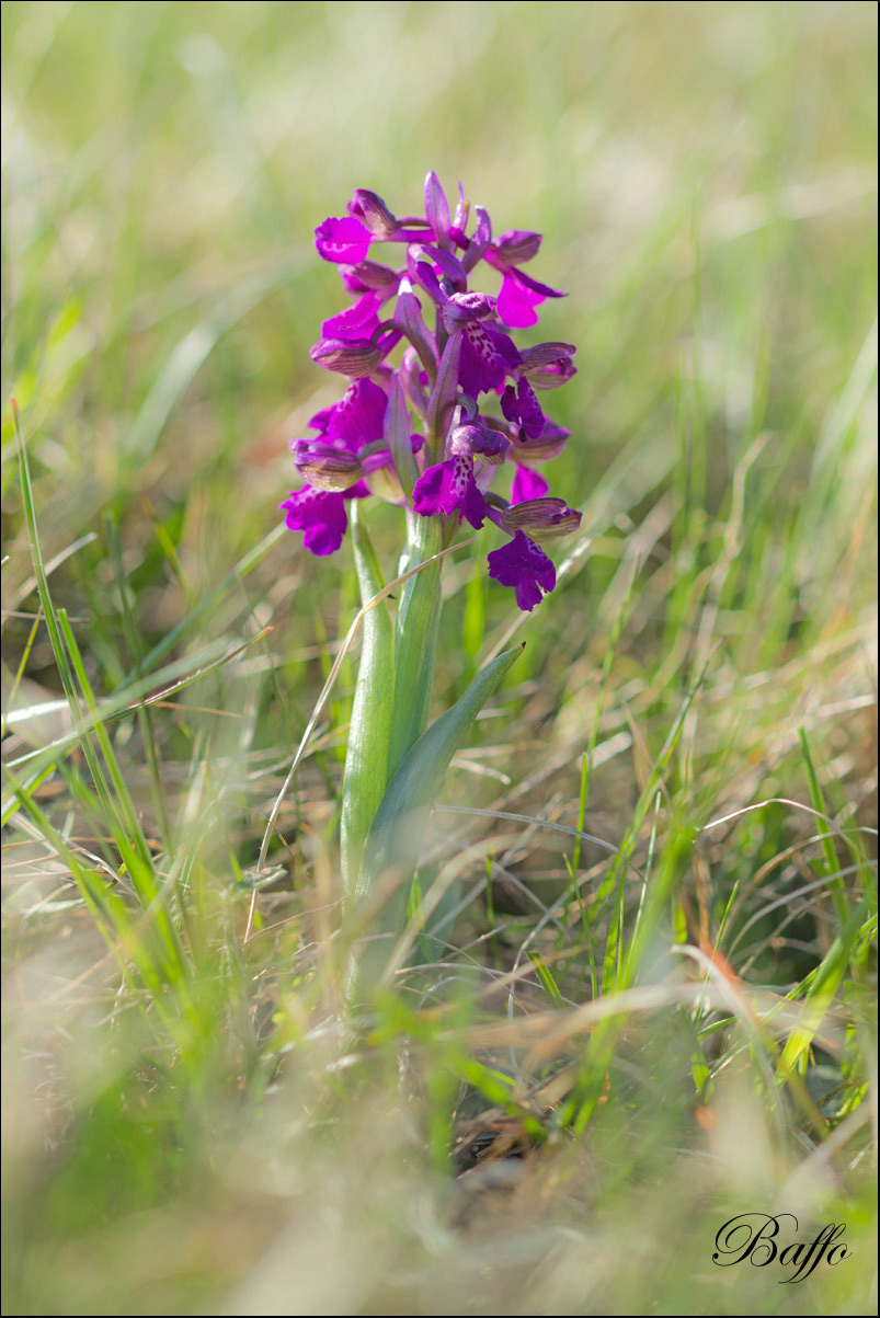 Anacamptis morio (L.) R.M. Bateman, Pridgeon & M.W. Chase